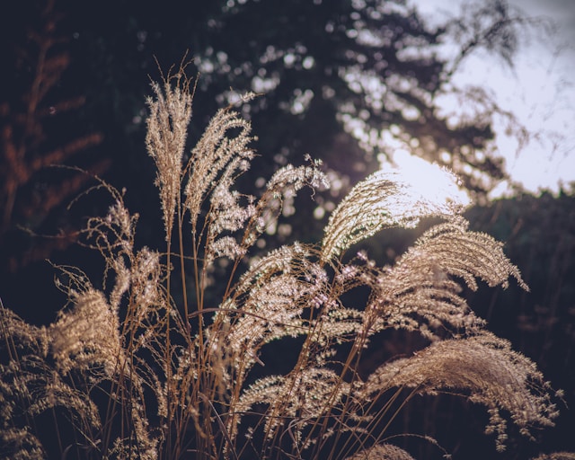 Finding Balance in Times of Hardship: Psychological Resilience in Disasters and Crises